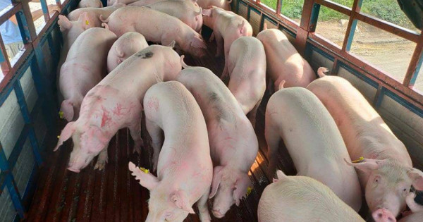 Giá heo hơi ngày 21/8: Miền Bắc tăng nhẹ, miền Trung, Tây Nguyên và miền Nam đi ngang