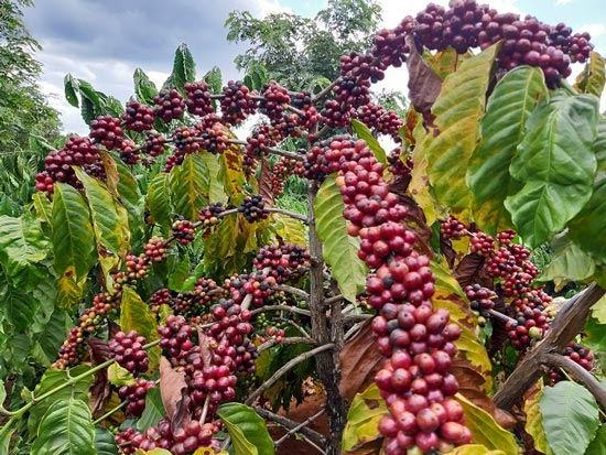 Giá cà phê hôm nay 26/8: Tăng vọt 800 - 900 đ/kg tại các địa phương trọng điểm