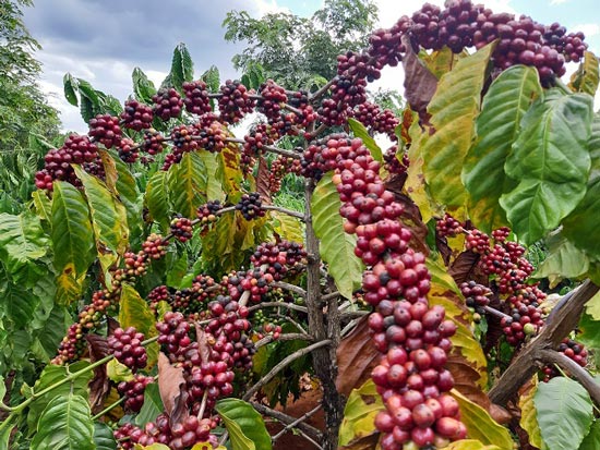 Giá cà phê ngày 26/8: Tăng vọt 800 - 900 đ/kg tại các địa phương trọng điểm