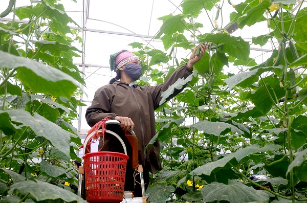 Tăng cường đảm bảo chất lượng, an toàn thực phẩm trong lĩnh vực nông nghiệp