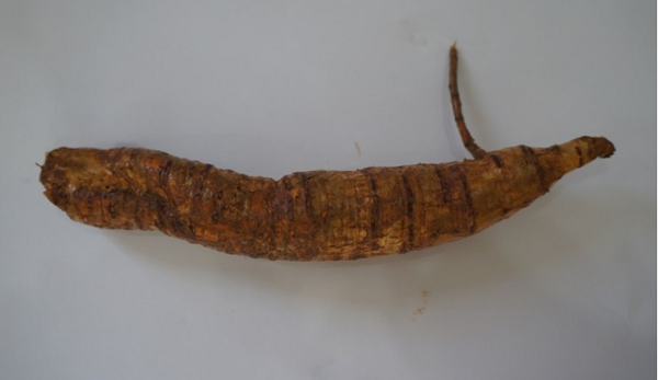 Sâm nam núi Dành được cấp Giấy chứng nhận đăng ký chỉ dẫn địa lý