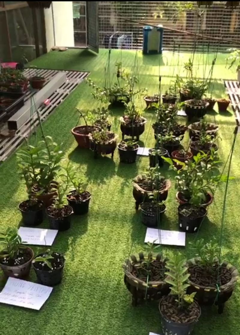 Thái Nguyên: Bỏ tiền tỷ “ôm” Lan đột biến để rồi “vỡ mộng”