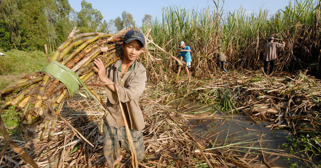 Bộ Công Thương tiếp nhận hồ sơ yêu cầu điều tra đường mía Thái Lan lẩn tránh thuế