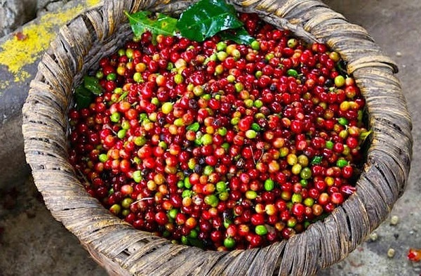 Giá cà phê trong nước giữ mốc 40.000 đồng/kg