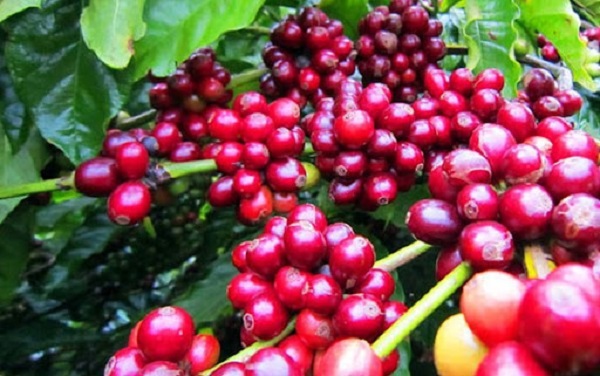 Giá cà phê ngày 5/9: Trong nước tăng nhẹ