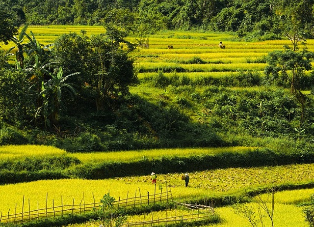 Thanh Hóa: Hướng dẫn thu hoạch lúa vụ thu mùa 2021 trong điều kiện thực hiện giãn cách xã hội