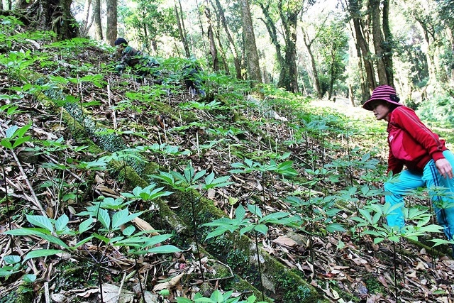 Những vườn sâm Ngọc Linh của người dân được trồng trên đỉnh núi Ngọc Linh (xã Trà Linh, H.Nam Trà My, tỉnh Quảng Nam)