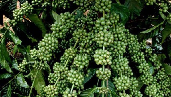 Giá cà phê ngày 8/9: Giao dịch trong khoảng 39.400 - 40.300 đồng/kg