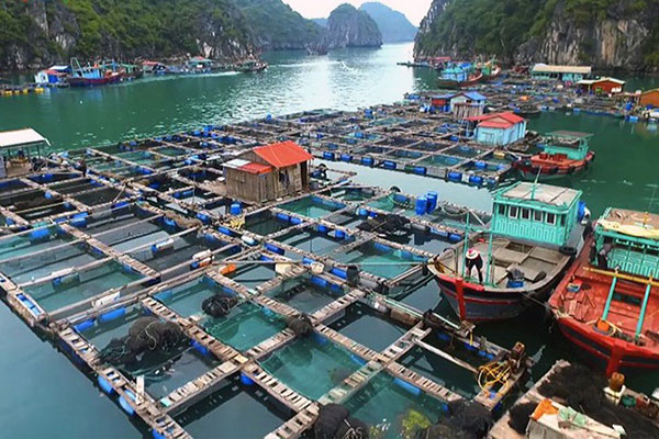Hội nghề cá Việt Nam kiến nghị nhiều biện pháp hỗ trợ cho các doanh nghiệp thủy sản