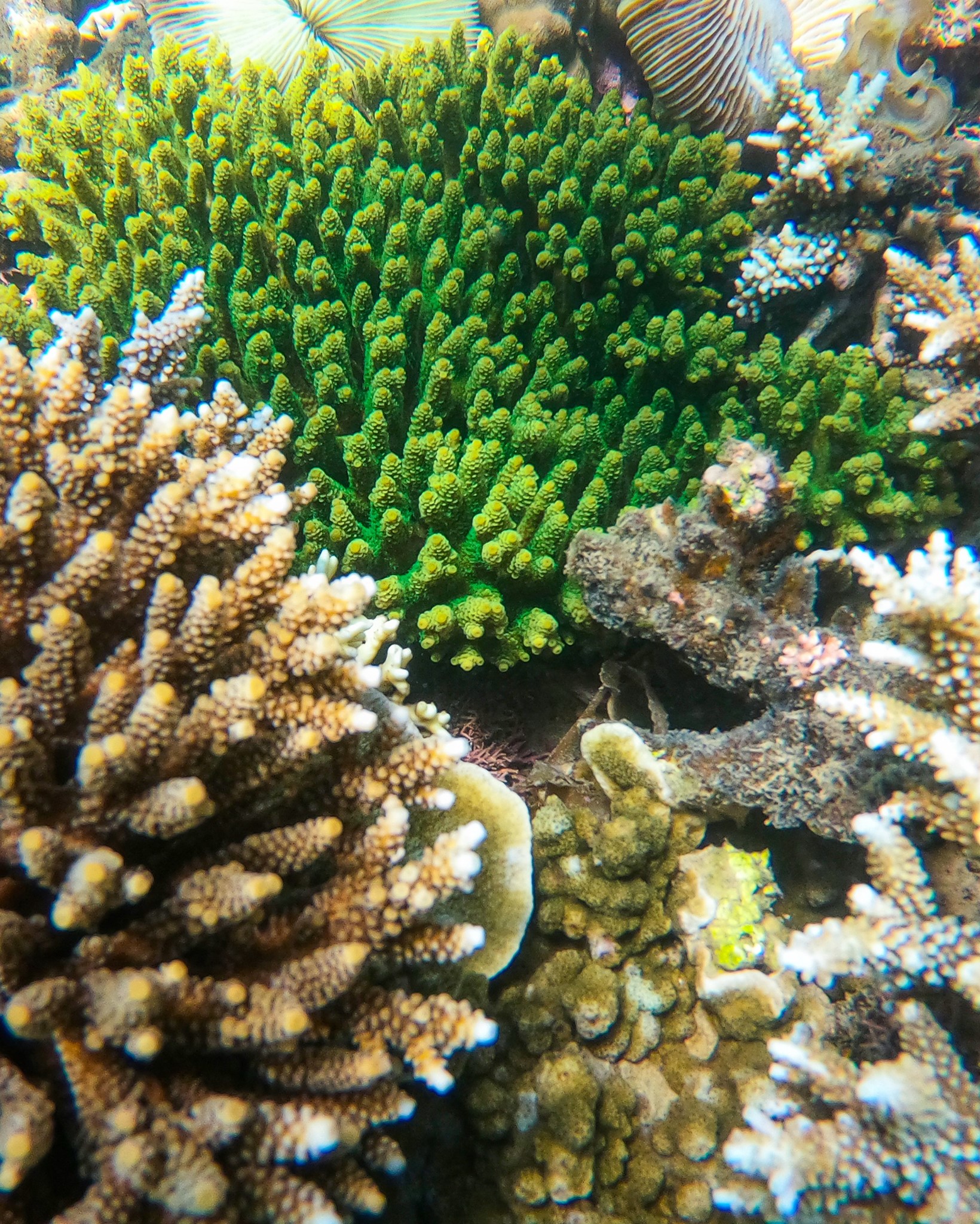 Ninh Vân Bay cũng đang tiến hành thử nghiệm việc cấy ghép san hô để hình thành một khu bảo tồn san hô trong khu vực