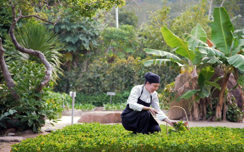 : Một trong những điều làm nên sự đặc biệt của Six Senses Ninh Van Bay chính là vườn rau hữu cơ được xây dựng nhằm giảm lượng khí thải carbon, luôn cung cấp nguồn thực phẩm sạch và giàu chất dinh dưỡng cho du khách.