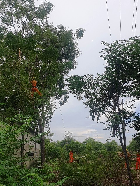 Phát quang cây xanh, đảm bảo hành lang tuyến trong mùa mưa bão