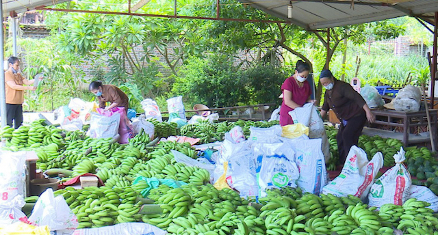 Người dân huyện Phù Ninh phân loại rau, củ, quả để gửi đến thành phố Hà Nội