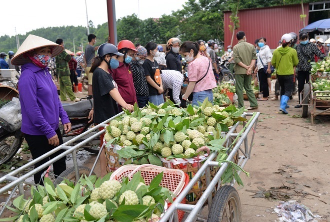 4. 4631. Người dân vùng na huyện Chi Lăng đưa na đến chợ nông sản Chi Lăng bán cho tư thương.