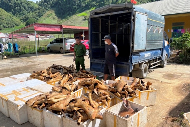 Sơn La phát hiện hơn 1 tấn sản phẩm động vật không rõ nguồn gốc