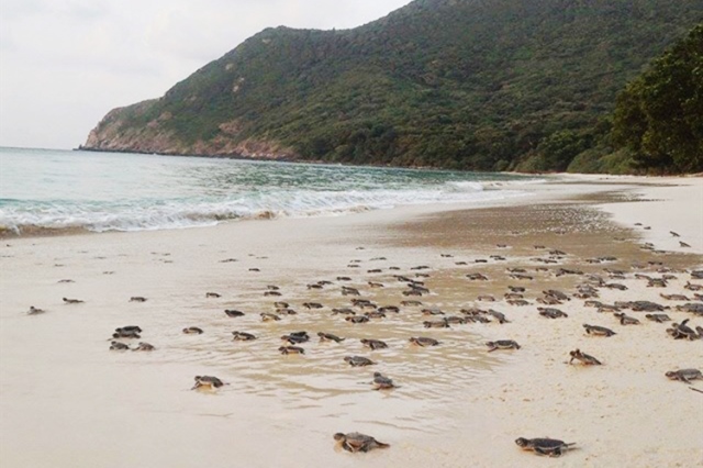 Khu resort được đánh giá cao nhờ nỗ lực bảo tồn loài rùa và giảm thiểu rác thải nhựa. Nguồn: Six Senses Côn Đảo
