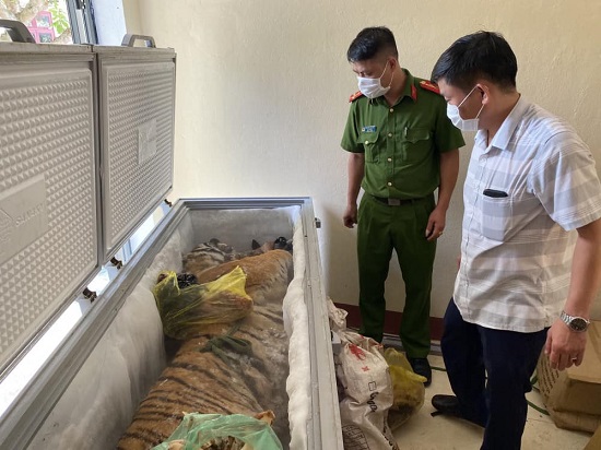 Hà Tĩnh: Phát hiện cá thể hổ nặng 160 kg trong tủ đông lạnh
