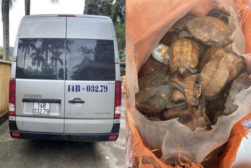 34 cá thể rùa trong đó có loại thuộc danh mục nguy cấp quý hiếm cần ưu tiên bảo vệ không rõ nguồn gốc bị các lực lượng chức năng tỉnh Quảng Ninh phát hiện