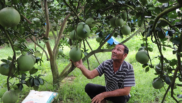 Vườn bưởi của nông dân xã Bình Lợi, huyện Vĩnh Cửu đến kỳ thu hoạch
