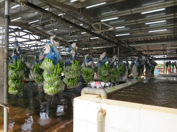 Bình Dương: Giải pháp đảm bảo tái sản xuất nông nghiệp trong tình hình mới