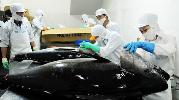 Tháng 8/2021, xuất khẩu cá ngừ sang các thị trường chính đồng loạt giảm sâu