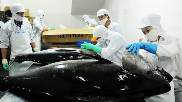 Xuất khẩu cá ngừ sang các thị trường chính đồng loạt giảm sâu