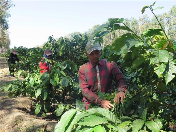 Tỉnh Kon Tum hỗ trợ doanh nghiệp tham gia liên kết, hình thành chuỗi giá trị