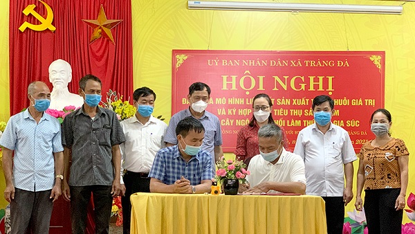 Tuyên Quang: Ký kết hợp tác sản xuất, tiêu thụ ngô sinh khối làm thức ăn gia súc