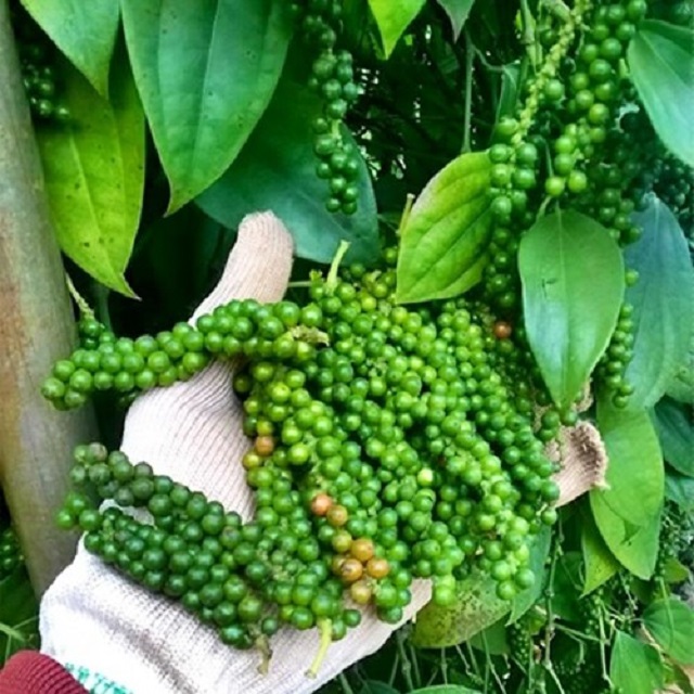 Giá tiêu hôm nay 29/9: Thị trường trong nước ổn định