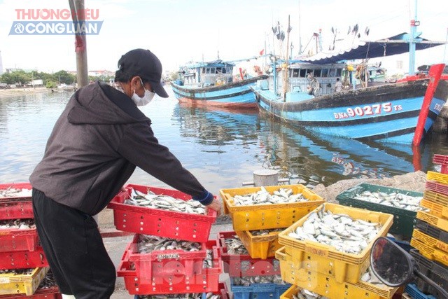Ban quản lý âu thuyền và cảng cá Thọ Quang triển khai thực hiện hiệu quả phương án đưa cảng cá, chợ đầu mối thủy sản Thọ Quang hoạt động trở lại