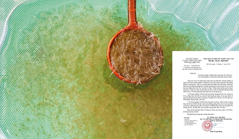 Tổng cục Thủy sản yêu cầu kiểm tra con giống của 2 công ty ở TP. Cần Thơ và Cà Mau