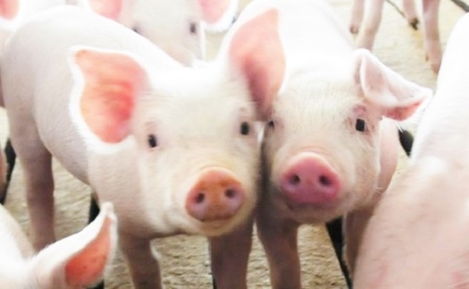 Giá heo hơi ngày 4/10: Duy trì đà giảm tại các địa phương
