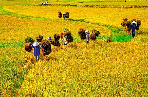Văn minh lúa nước có ảnh hưởng sâu rộng đến đời sống kinh tế, văn hoá, xã hội của người Việt