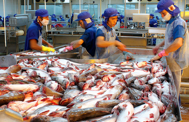 EU là thị trường xuất khẩu cá da trơn lớn nhất của Việt Nam. Ảnh minh họa