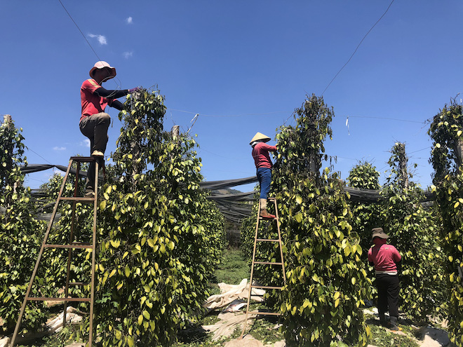 Giá tiêu ngày 7/10: Tiếp đà tăng nhẹ, chạm mức 85.000 đồng/kg