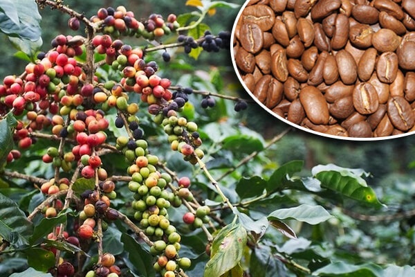 Giá cà phê trong nước giao dịch quanh mức 40.000 đồng/kg