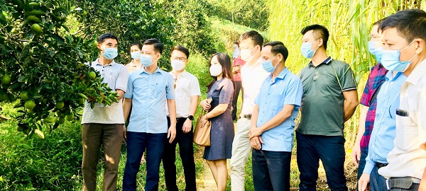Tập đoàn Masan thăm vùng sản xuất cam hữu cơ tại xã Tân Thành (Hàm Yên)