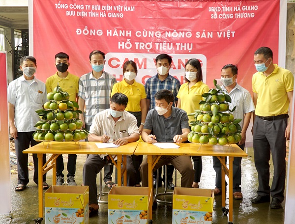 Hà Giang: 10 tấn cam vàng đầu tiên được tiêu thụ qua sàn giao dịch thương mại điện tử Postmart