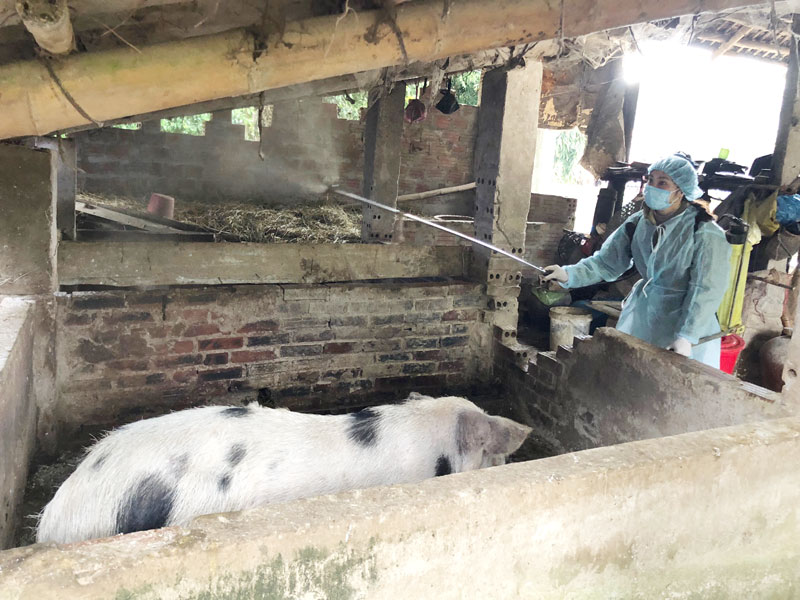 Thanh Hóa: Phân bổ hoá chất sát trùng để phòng chống dịch bệnh đối với gia súc, gia cầm