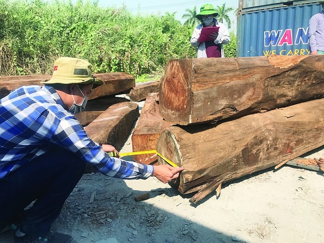 Hải quan: Khởi tố vụ buôn lậu 850m3 gỗ giáng hương Tây Phi