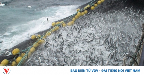 EU đạt được thỏa thuận về tổng sản lượng đánh bắt cá ở Biển Baltic