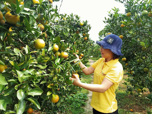 Sửa đổi Giấy chứng nhận đăng ký chỉ dẫn địa lý cam Cao Phong