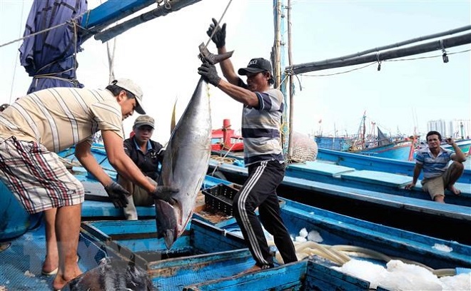 Trung Quốc tăng nhập khẩu cá ngừ từ Việt Nam