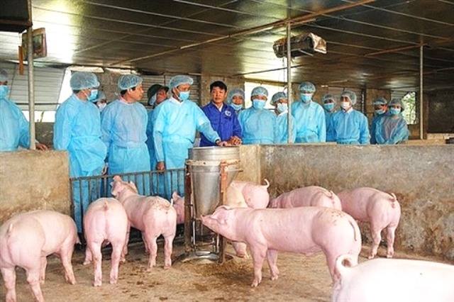 Cần Thơ: Tập trung phòng chống bệnh dịch tả lợn châu Phi