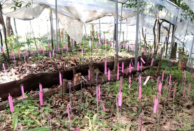 Lai Châu: Phát triển cây sâm trở thành cây dược liệu chủ lực của tỉnh