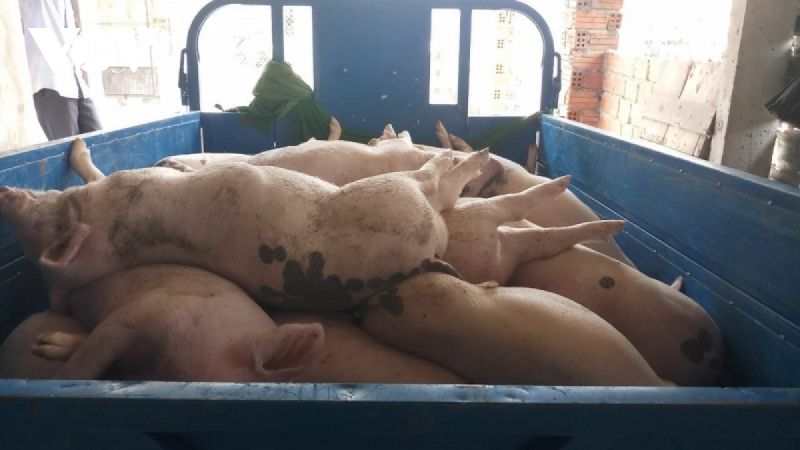 Lợn chết do dịch bệnh được lực lượng chức năng đưa đi tiêu huỷ