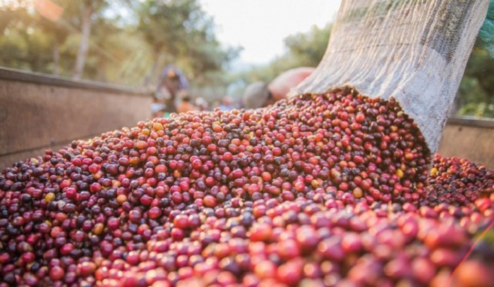 Trao 6 giải Cà phê đặc sản năm 2021