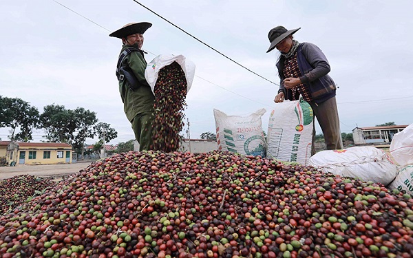 Giá cà phê trong nước tăng nhẹ