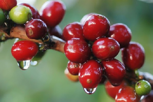 Giá cà phê trong nước tiến sát mốc 41.000 đồng/kg