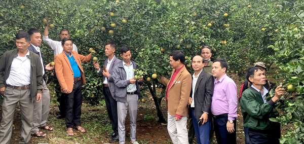 Các học viên tham quan mô hình trồng cam mang lại thu nhập cao tại xã Tứ Quận (Yên Sơn)